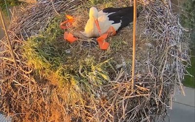 Čapí hnízdo Bzenec