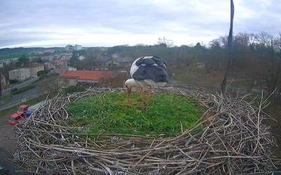 Čapí hnízdo Choceň