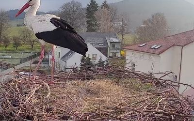 Čapí hnízdo Cvikov