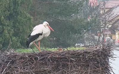 Čapí hnízdo Dětmarovice